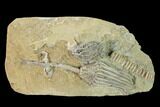 Two Fossil Crinoids (Lanecrinus & Macrocrinus) - Indiana #148994-1